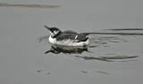 Guillemot - adult winter