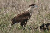 Crested Caracara