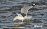 Common Gull - adult