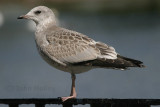 Common Gull - juvenile