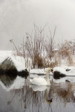 The Swan Winter Calm