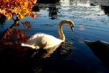The Swan, Autumn