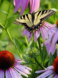 <a href=https://fineartamerica.com/featured/swallowtail-butterfly-enchinacea-tony-westbrook.html target=_blank>Butterfly</a>