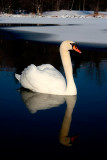 The Swan Reflections