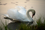 The Swan Morning