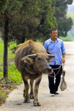 walking my buffalo