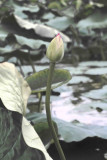 lotus bud in lotus pond