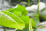 dragonfly on lotus leaf