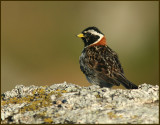 Lappland Bunting, Lappsparv  (Calcarius lapponicus).jpg