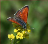 Purple-edged Copper male, Violettkantad guldvinge   (Lycaena hippothoe).jpg