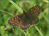 False heath fritillary   (Melitaea diamina).jpg