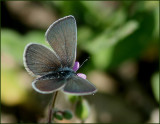 Small Blue male, Mindre blvinge hane   (Cupido minimus).jpg