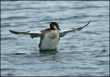 Great Crested Grebe, Skggdopping   (Podiceps cristatus).jpg