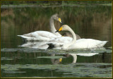 Whooper Swan, Sngsvan   (Cygnus cygnus).jpg