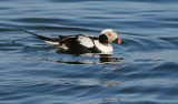 Alfgel, Long-tailed Duck (Clangula hyemalis).jpg