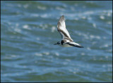 Larus minutus juv.jpg