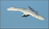 Ivory Gull juv.   Isms  (Pagophila eburnea).jpg