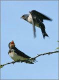 Barn Swallow, Ladusvala   (Hirundo rustica).jpg