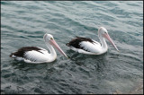 Australian Pelican,   (Pelicanus conspicillatus).jpg