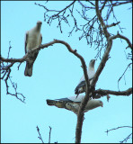 Pied Imperial Pigeon, Svartvit kejsarduva   (Ducula biclor).jpg