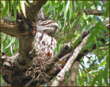 Tawny Frogmouth, Australisk grodmun   (Podargus strigoides).jpg