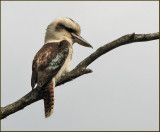 Laughing Kookaburra, Skrattkokaburra   (Dacelo novaeguineae).jpg