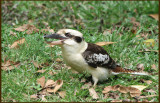 Laughing Kookaburra, Skrattkokaburra   (Dacelo novaeguineae).jpg