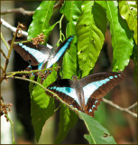 Blue Triangles.jpg