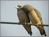 Ashy Woodswallow   (Artamus fuscus).jpg