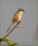 Long-tailed Shrike   (Lanius schach).jpg