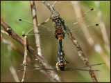 Small Whiteface   (Leucorrhinia dubia).jpg