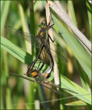 Downy Emerald, Guldtrollslnda  (Cordulia aenea).jpg