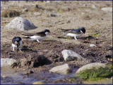 House Martins gathering mud.jpg