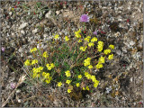 landssolvnda,   (Helianthemum oelandicum).jpg