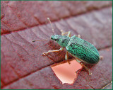 Metallgrn lvvivel   (Phyllobius argentatus).jpg