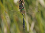 Brilliant Emerald, Metalltrollslnda   (Somatochlora metallica).jpg