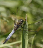 Orthetrum cancellatum.jpg