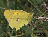 Couded Yellow male, Rdgul hfjril   (Colias croceus).jpg