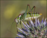 Endemic Lesvos Bush-cricket, male   (Poecilimon mytelensis).jpg