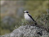 Eastern Black-eared Wheatear, Medelhavsstenskvtta, white-throated variety   (Oenanthe hispanica melanoleuca).jpg