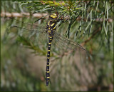 European Goldenring, Kungstrollslnda   (Cordulegatser boltonii).jpg