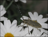 Slgvedbock (Saperda similis).jpg