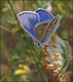 Turquoise Blue male, Vpplingblvinge   (Polyommatus dorylas)..jpg
