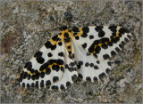 Magpie Moth, Krusbrsmtare   (Abraxas grossulariata).jpg