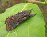 Iron prominent, Bjrktandvinge   (Notodonta dromedarius).jpg