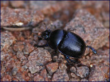 Skogstordyvel   (Geotrupes stercorosus.)jpg