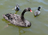 Black Swan (Cygnus atratus) and Australian Coot   (Fulica atra australis).jpg