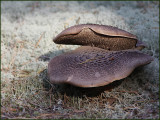 Fjllig taggsvamp  (Sarcodon sp).jpg