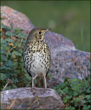 Songthrush, Taltrast   (Turdus philomelos)..jpg