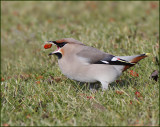 Bohemian Waxwing, Sidesvans   (Bombycilla garrulus).jpg